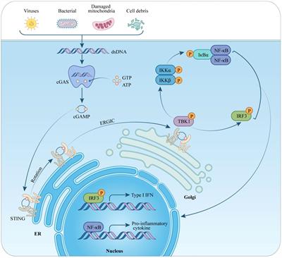 cGAS-STING signaling in cardiovascular diseases
